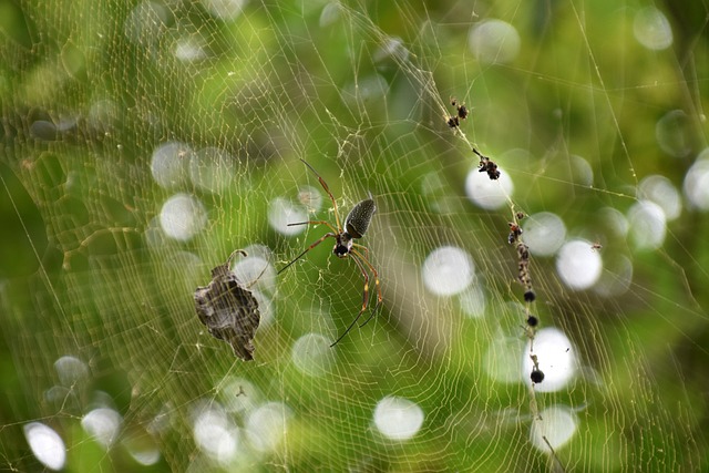 Free Spider Web photo and picture