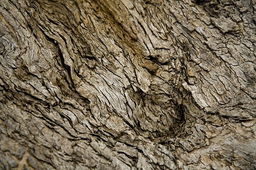 Concha, Árbol, Naturaleza, Marrón