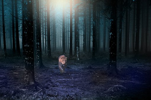 Skov, Jaguar, Mørk, Nat, Natur, Lys