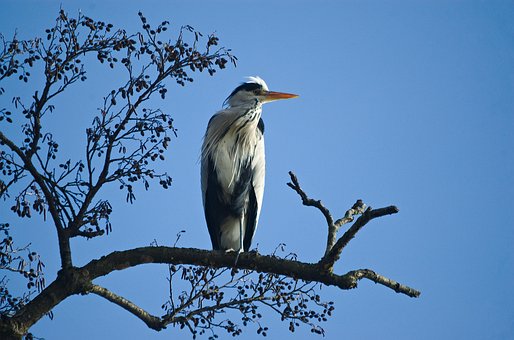 Free Grey Heron Heron photo and picture