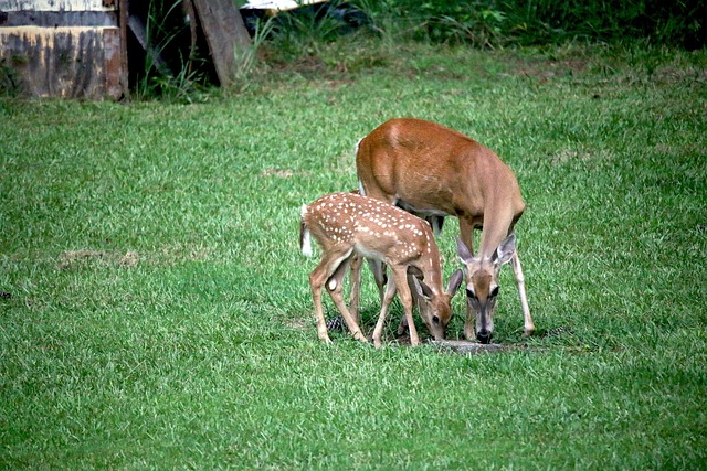 Free Deer Fawn photo and picture