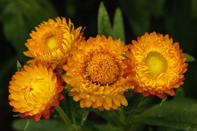 Free Orange Bloom photo and picture