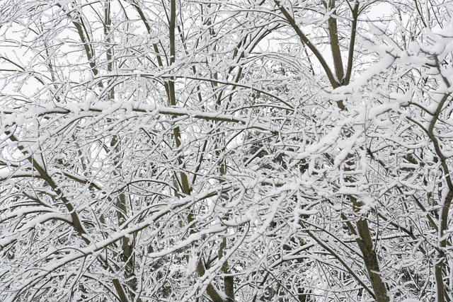 Free Trees Snow photo and picture