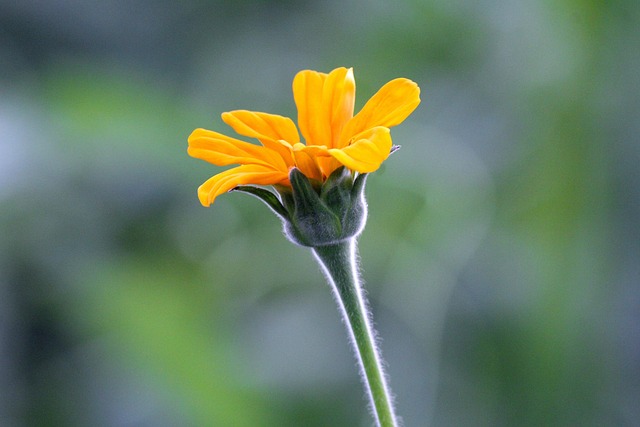 Flor, Amarillo, Flor Del Sol, Naturaleza