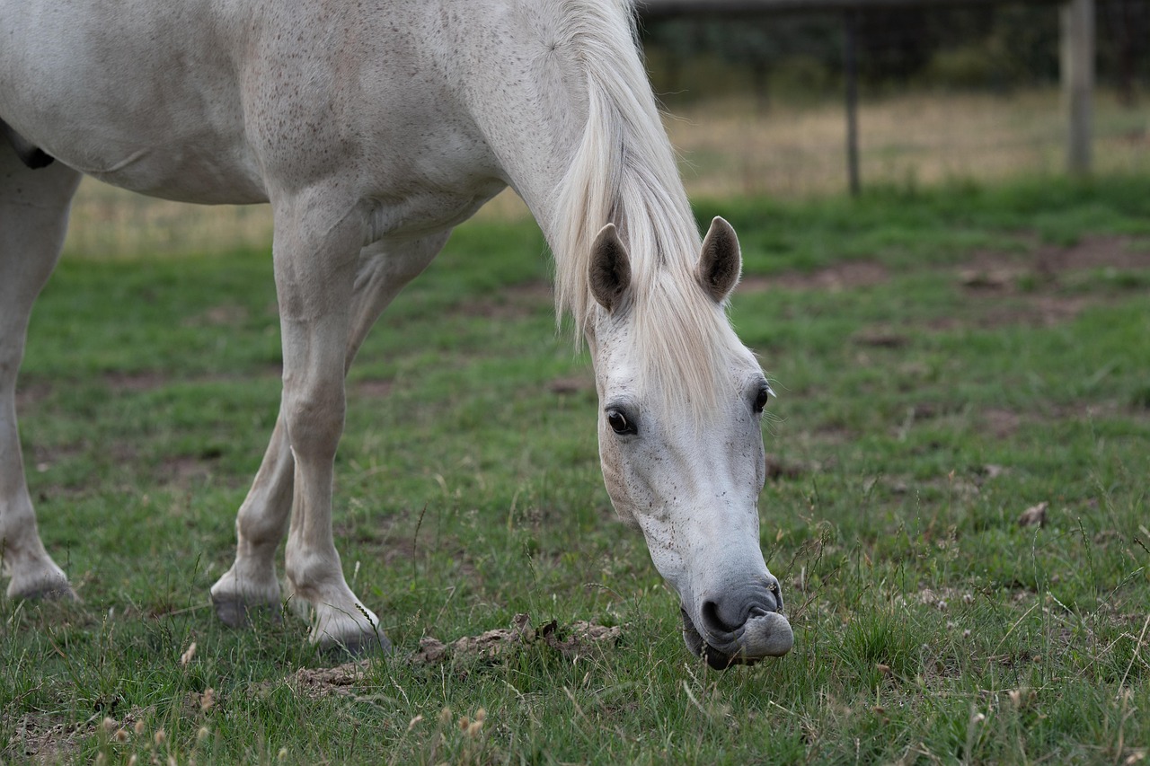 Download free HD stock image of Horse Pony Free Horse Pony photo and picture