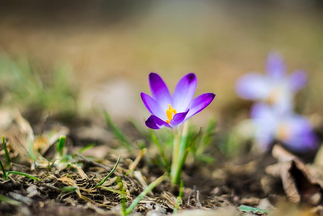 Krokus, Krokusse, Lila, Pflanzenzüchtung