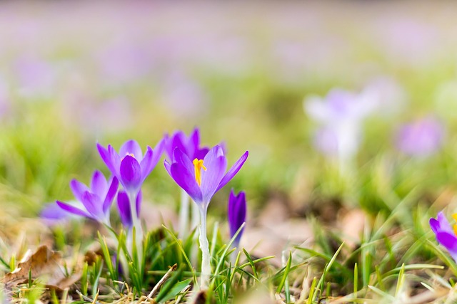 Krokus, Natur, Krokusse, Lila