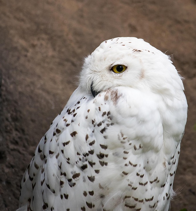 Snowy Owl Burung Hantu Hewan Dunia Foto Gratis Di Pixabay