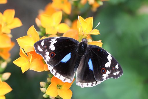 Mariposa, Flower, Naturaleza, Insecto