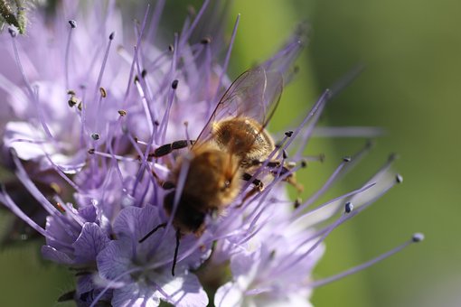 Macro, Insecto, Naturaleza