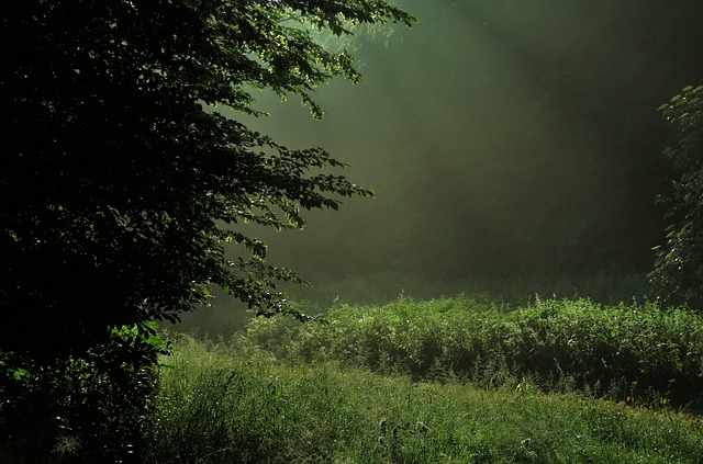 Free Nature Light photo and picture
