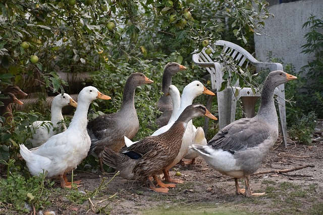 Eenden, Pluimvee, Dieren, Vogel