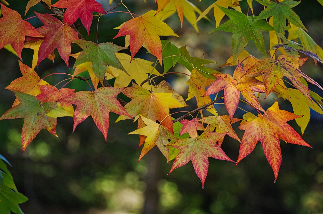 100 000 Free September Leaves September Images Pixabay