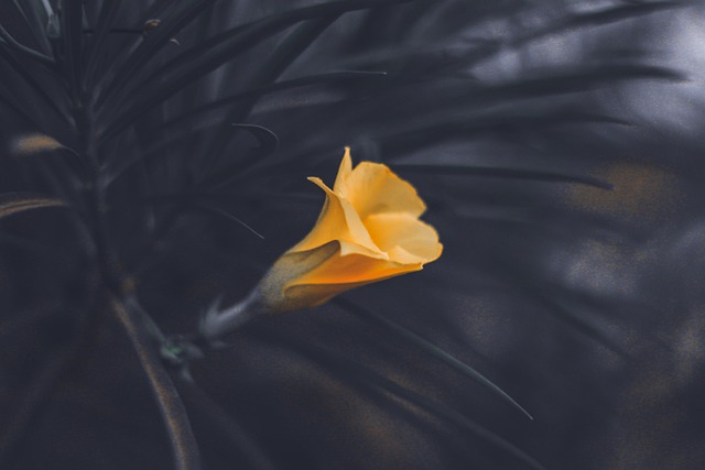 Blume, Blumen Hintergrund, Blumentapete