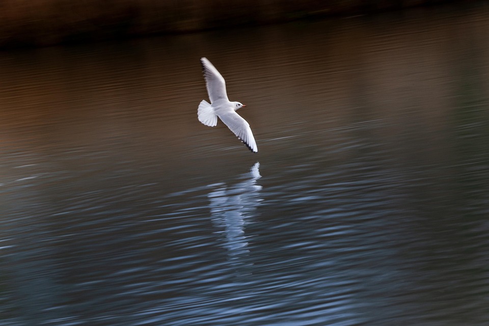 Seagull, Flying, Bird, Panoramique, Lac, Vol, En Volant