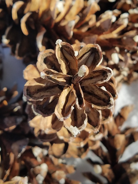 Cono De Pino, Piña, Nevado, Invierno