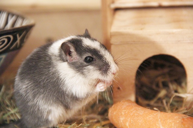 Free Gerbil Rodent photo and picture