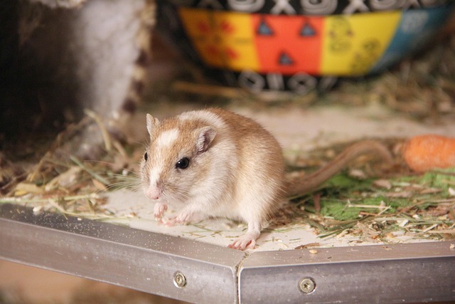 Free Gerbil Rodent photo and picture