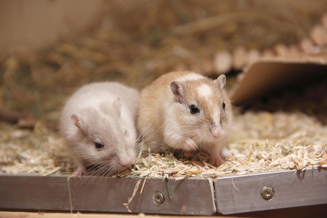 Free Gerbil Wolf Down photo and picture