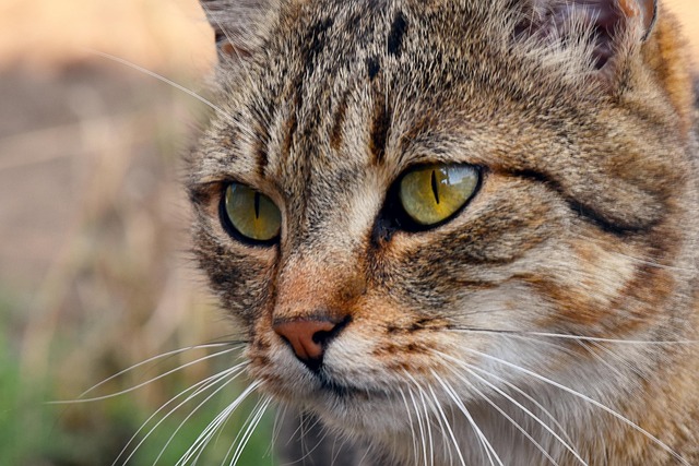 Kat, Hår, Dyr, Feline, Behåret