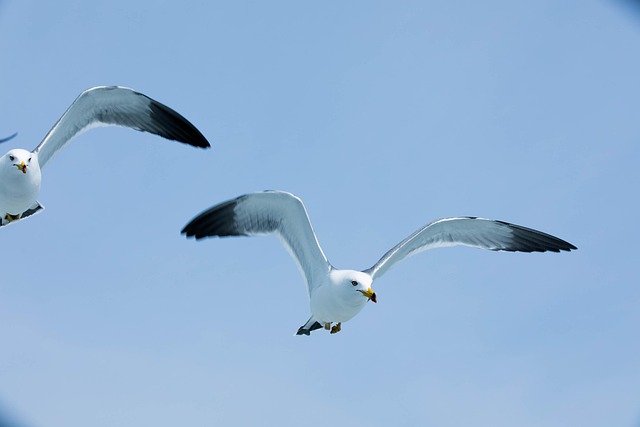 Seagull Hav Flaxande Vingar - Gratis foto på Pixabay - Pixabay