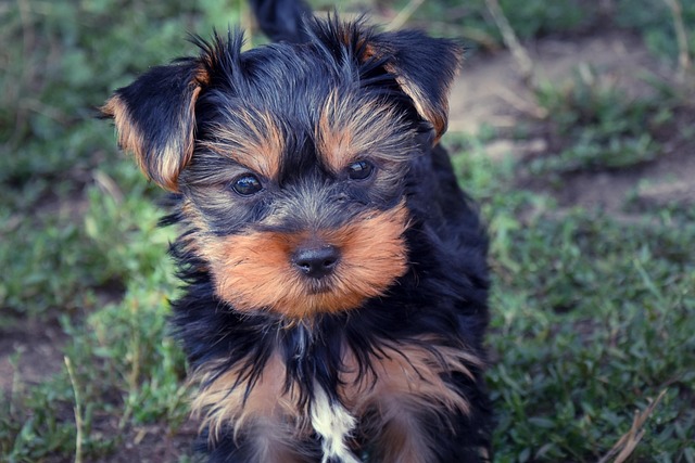Hund, Kæledyr, Hundehvalp, Dyr, Natur