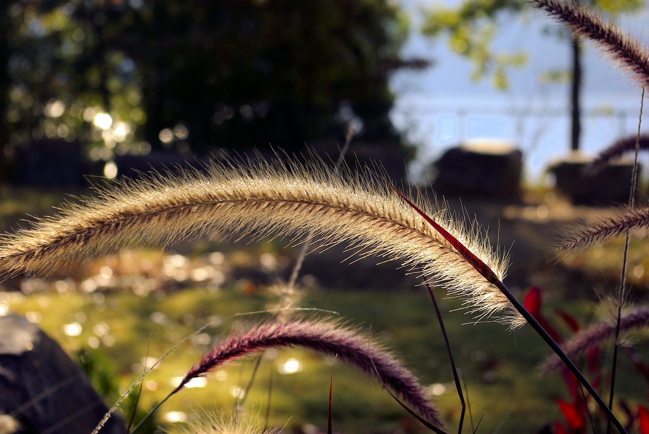 Ornamental Grass In Arkansas Free photo on Pixabay