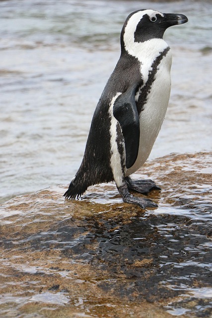Free Penguin Penguin At Sea photo and picture