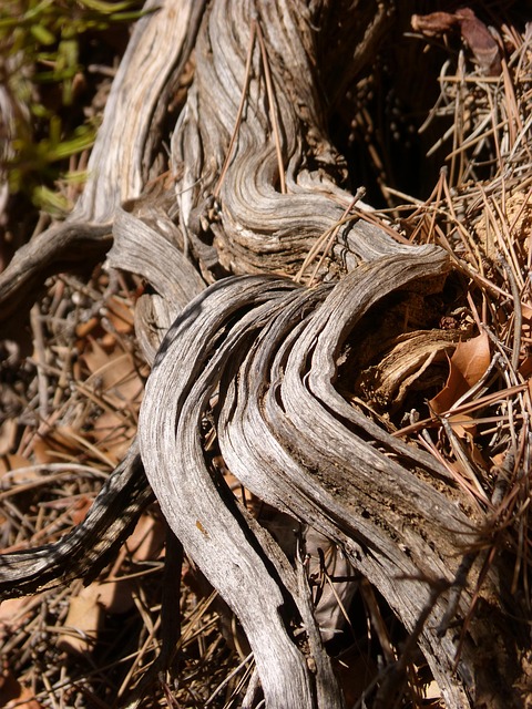 Free Trunk Stem photo and picture