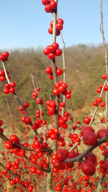Free Fruit Autumn photo and picture