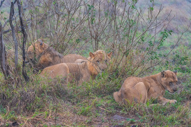 Free Africa Lion photo and picture