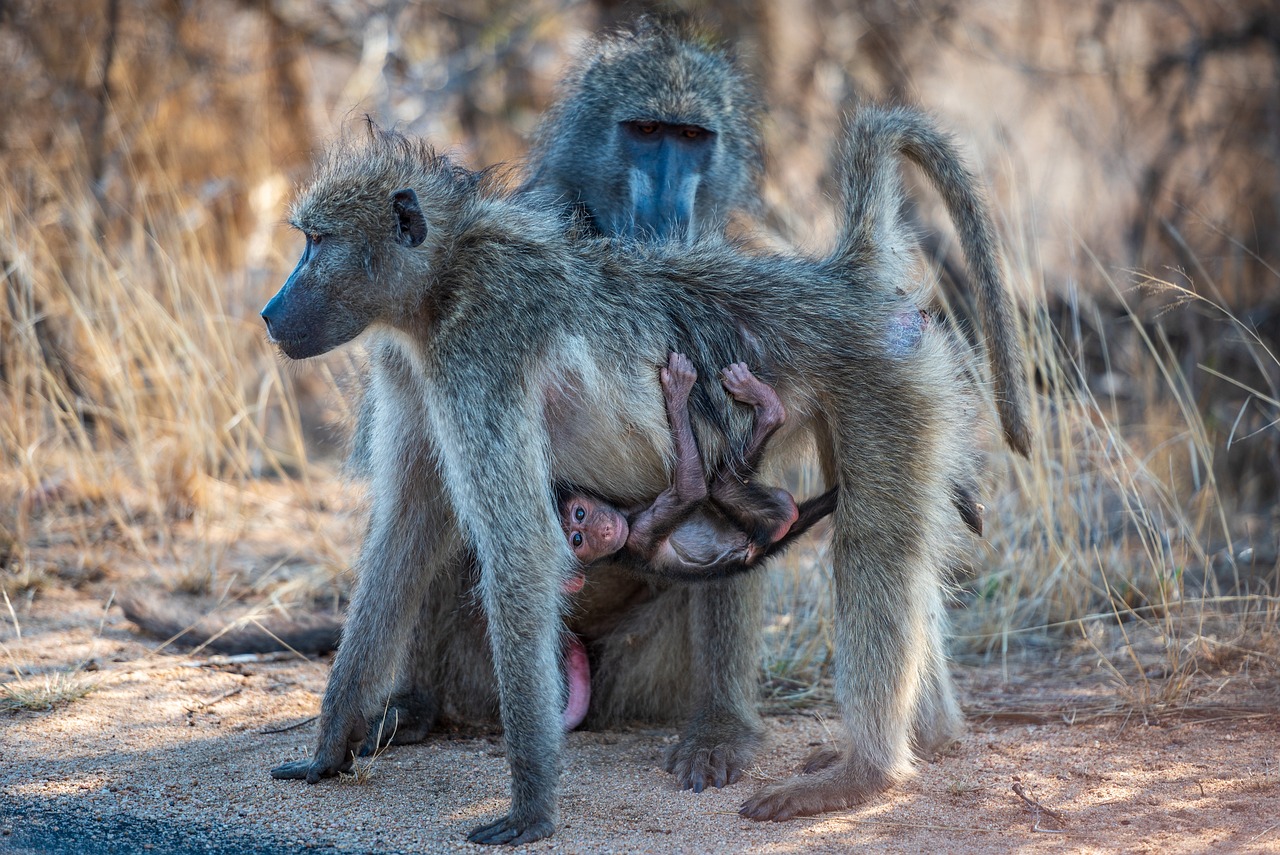 Africa - free online jigsaw puzzle photo