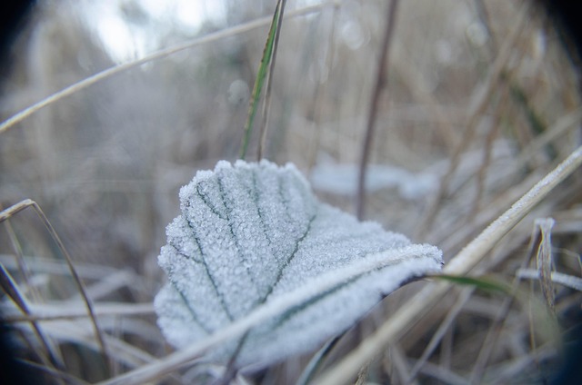 Free Leaf Frost photo and picture