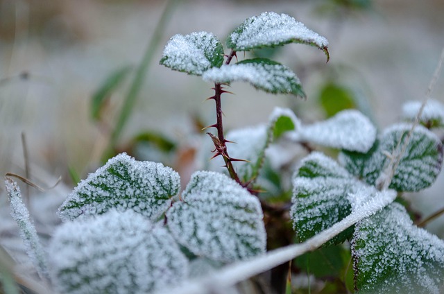 Free Frost Thorns photo and picture