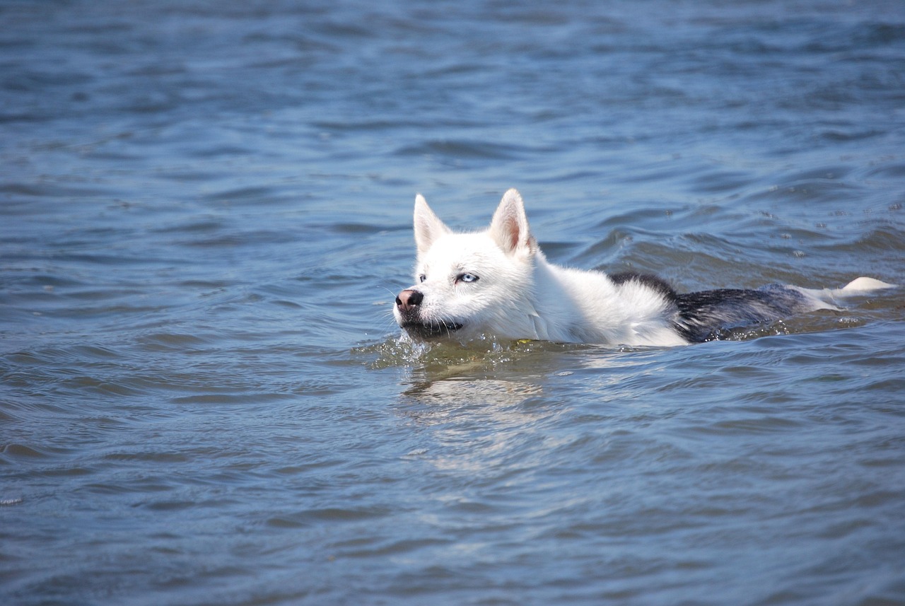 Do Husky Dogs Like To Swim