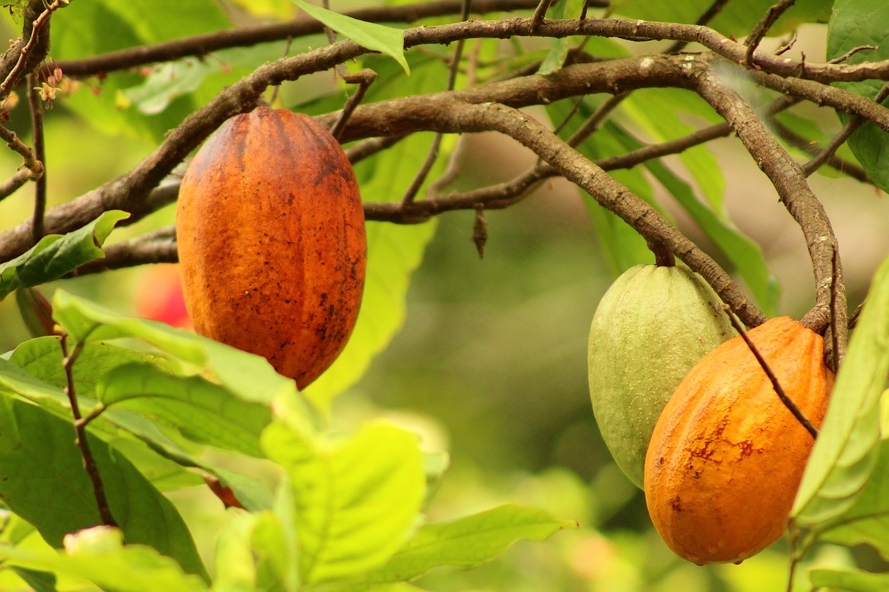 Fruit Cocoa Food Free photo on Pixabay Pixabay