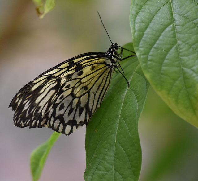 Free Butterfly Nature photo and picture