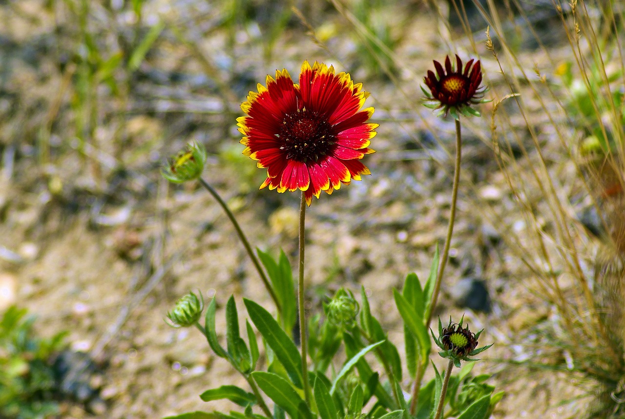 Blanket Flower At Rmnp Gaillardia - Free photo on Pixabay - Pixabay
