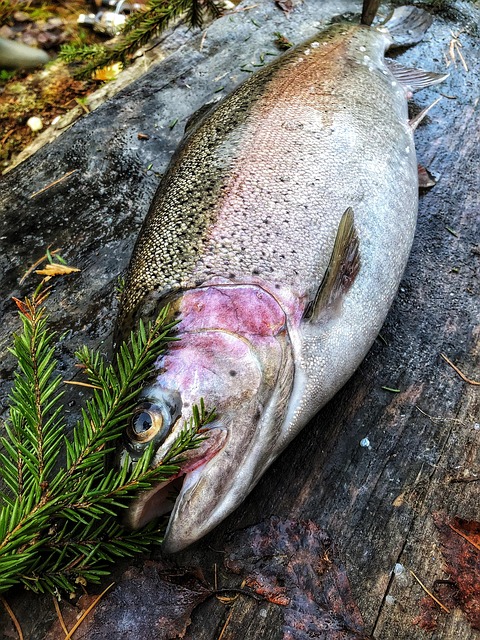 Free Rainbow Trout Lohikala photo and picture