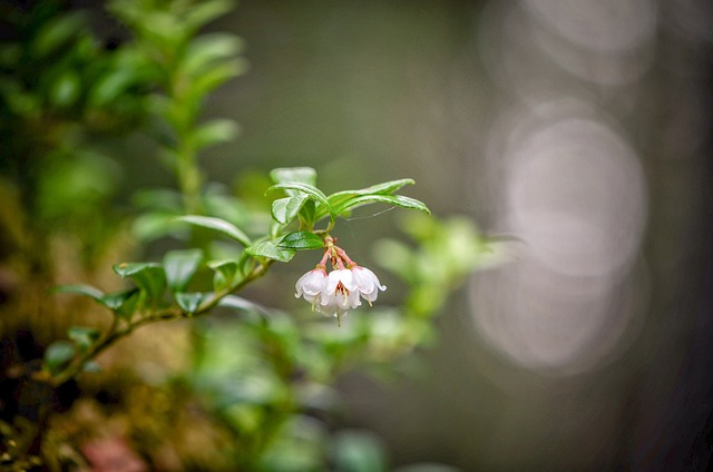 Free Lingonberry The Inflorescence photo and picture