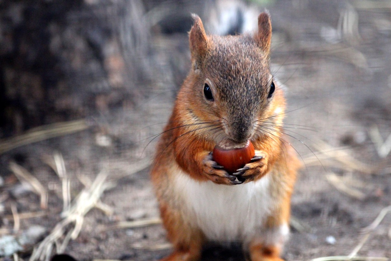 Squirrel - free online jigsaw puzzle photo