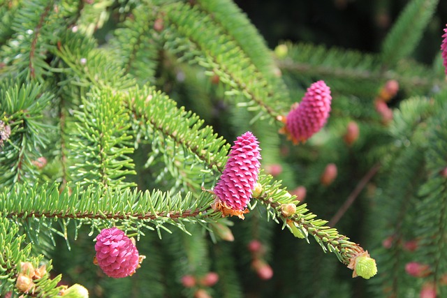 Free Tree Bloom photo and picture