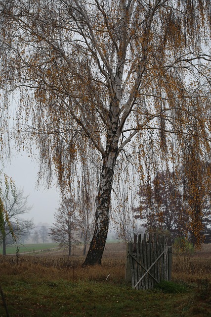Free Autumn Birch photo and picture