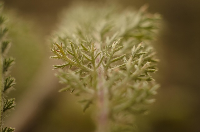 Free Nature Grass photo and picture
