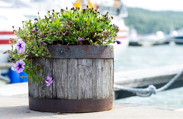 Free Plant Pot Flower photo and picture