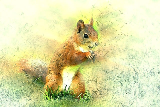 Free animal mammal squirrel illustration