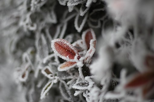 Free Cold Frost photo and picture