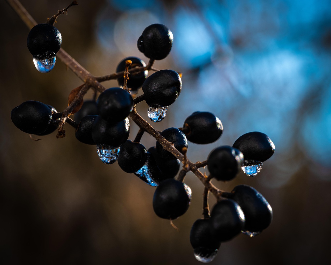 Berry Drops Macro - Free photo on Pixabay - Pixabay