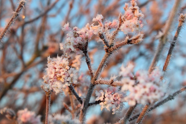 Free Blossom Bloom photo and picture