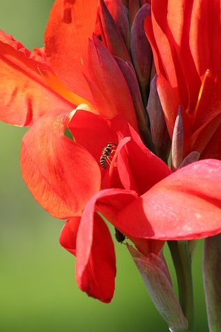40以上の無料red Canna 花画像